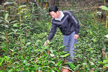 Ông Nguyễn Chí Tuệ kiểm tra chất lượng quế giống trước  khi trồng.
